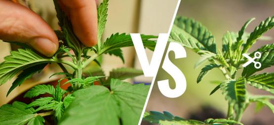 Taille Du Cannabis : Étêtage Vs Fimming