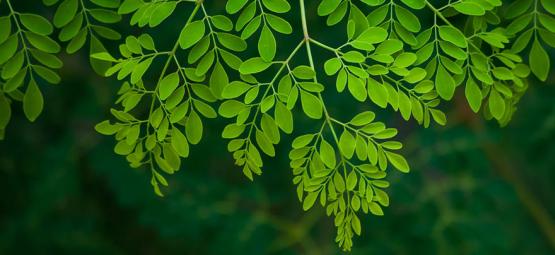 Poudre de spiruline bio - Zamnesia