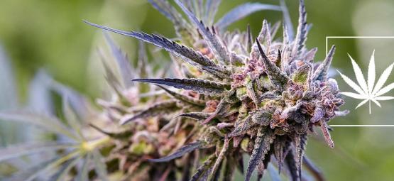 Qu’Est-Ce Qu’Une Variété De Cannabis ?