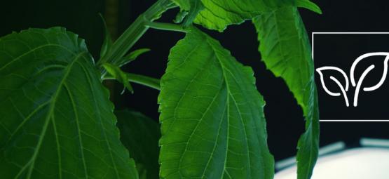 Comment Cultiver La Salvia Divinorum