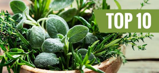 Top 10 Des Herbes Aromatiques Facile À Cultiver