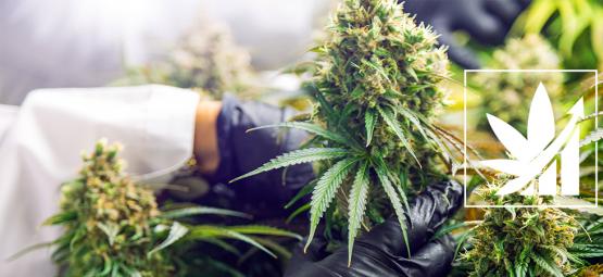 Qu’Est-Ce Que Le Crop Steering Du Cannabis ?