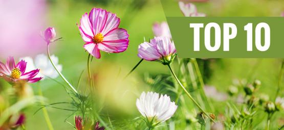 Top 10 Des Meilleures Fleurs À Planter Au Printemps