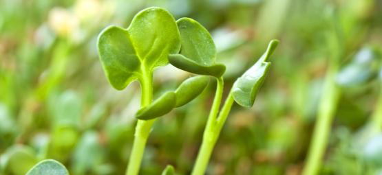 Comment Cultiver Des Graines Germées