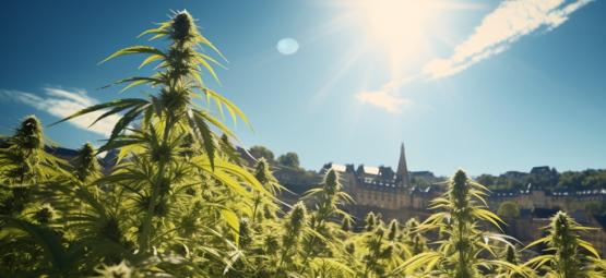 Encore Une Victoire Pour Le Cannabis : Le Luxembourg Légalise Le Cannabis