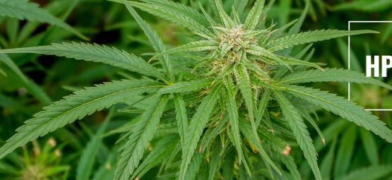 Comprendre Le HpLV Dans Le Cannabis : Risques Et Précautions