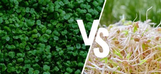 Germes Vs Micropousses : Quelle Est La Différence ?