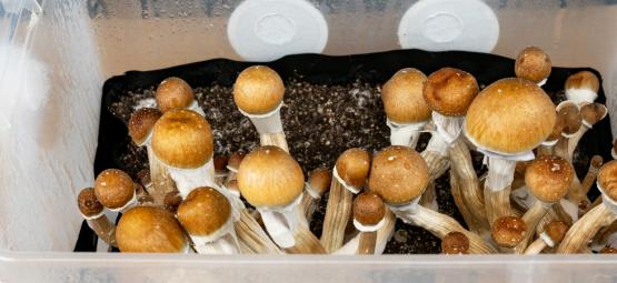 Comment Cultiver Des Champignons Magiques Dans Un Monotub