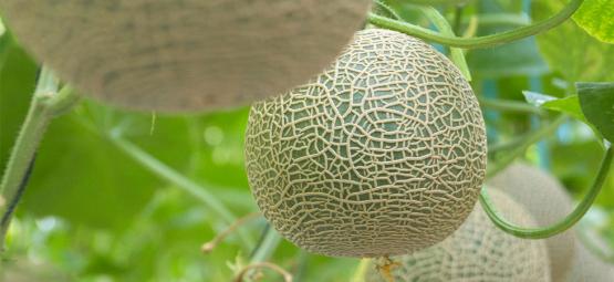 Comment Cultiver Des Melons