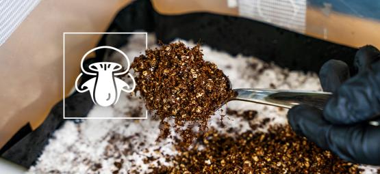 Comment Faire Une Couche De Gobetage Pour La Culture De Champignons