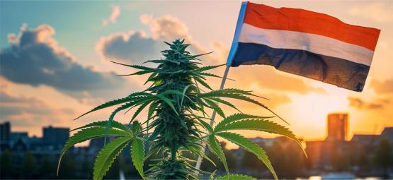 Nouvelle Ère Du Cannabis Aux Pays-Bas Avec Les Ventes Légales