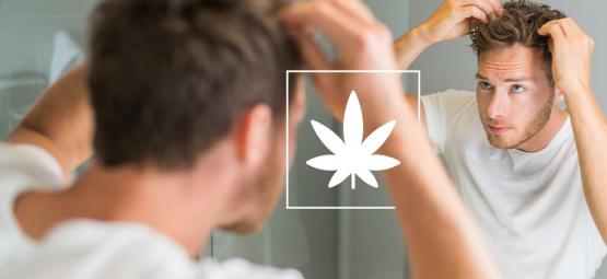 L'Impact Du Cannabis Sur Les Cheveux