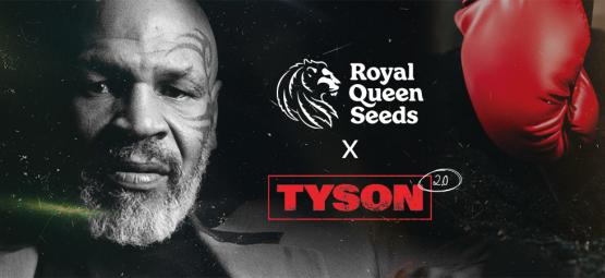 Royal Queen Seeds X Mike Tyson : La Meilleure Collab' De Tous Les Temps ?