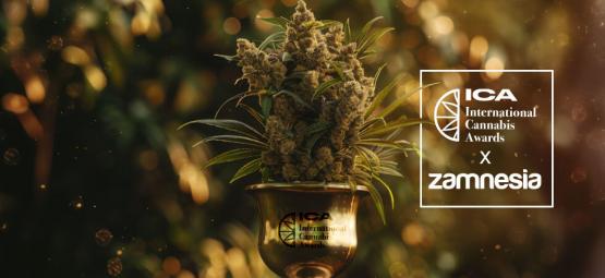 International Cannabis Awards 2024 — Zamnesia Ramène La Coupe À La Maison !