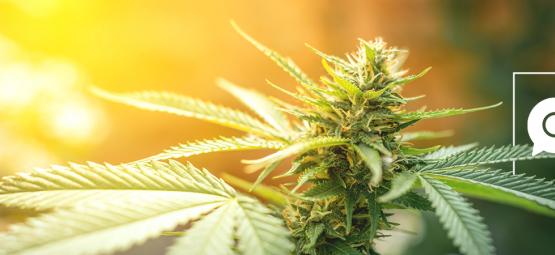 Zamnesia Repond Aux Questions Les Plus Brulantes D’Internet Sur Le Cannabis