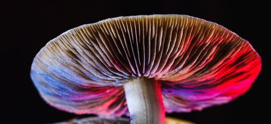 Tout Savoir Sur Le Psilocybe Cubensis