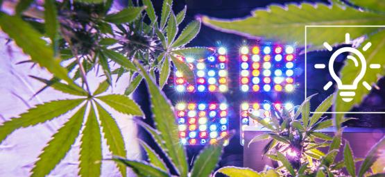Des Technologies De Culture Du Cannabis Passionnantes En 2025
