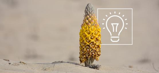 Ce Qu'Il Faut Savoir Sur La Cistanche Tubulosa