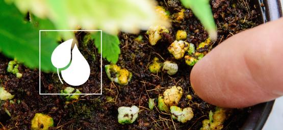 Concevoir Des Engrais Maison Pour Les Plants De Cannabis