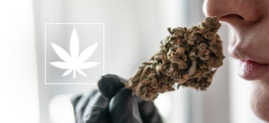 Ce Qu'Il Faut Savoir Sur Le THCa