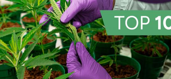10 Entreprises Du Cannabis Innovantes À Découvrir En 2025
