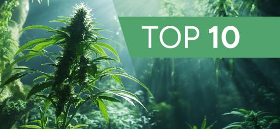 10 Mythes Et Légendes Urbaines Sur La Culture Du Cannabis