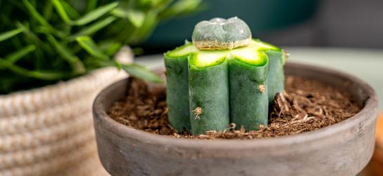 Comment Greffer Le Cactus Peyotl