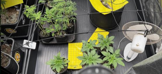 Guide complet sur les tentes de culture du cannabis