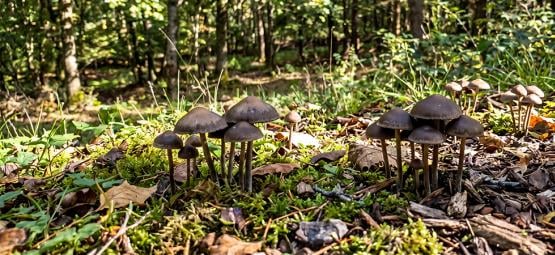 Créer Une Culture De Champignons Magiques En Extérieur