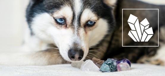 Cristaux pour les animaux : des gemmes pour vos compagnons poilus