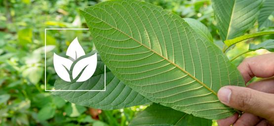 Histoire de la consommation du kratom