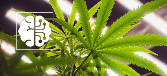 Comment l'IA et l'automatisation révolutionnent le secteur du cannabis