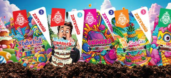 Showcase des nouvelles variétés Zamnesia : Sweet-Topia