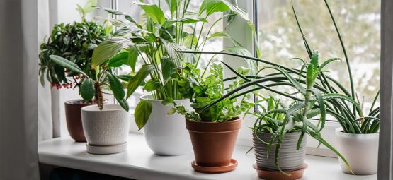 Meilleures plantes d’intérieur pour améliorer la qualité de l’air et l’humeur pendant les mois les p