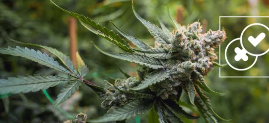 Cannabis et légendes urbaines : démystifier les légendes les plus folles sur l'herbe