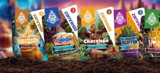 Sugar Valley : présentation de variétés gourmandes