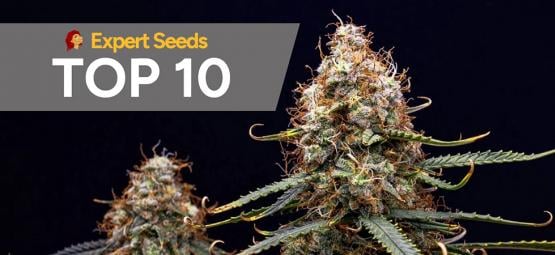 Top 10 des meilleures variétés d'Expert Seeds