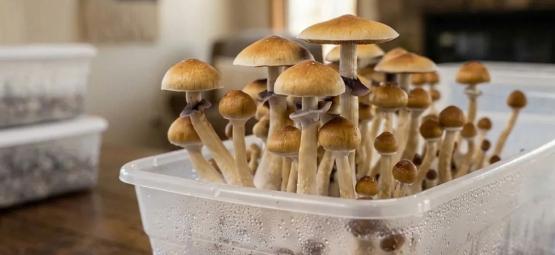 Shoebox Tek : guide complet de culture de champignons en shoebox