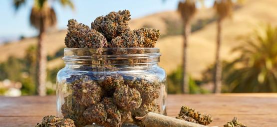 Top 10 des meilleures variétés Cali Weed