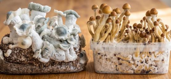 Kits de Culture de Champignons Magiques vs. Sacs Ready-2-Grow