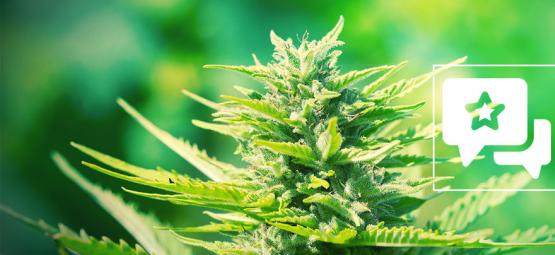 Chemdawg: Évaluation & Informations De Variété De Cannabis