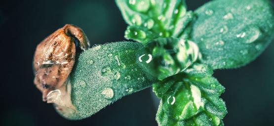 Conseil De Culture : Comment Prendre Soin Des Jeunes Pousses De Cannabis