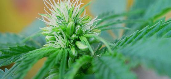 Repérer Rapidement Les Plants De Cannabis Mâles Et Hermaphrodites