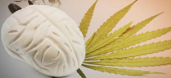 Ce Que Le Cannabis Fait À Votre Cerveau