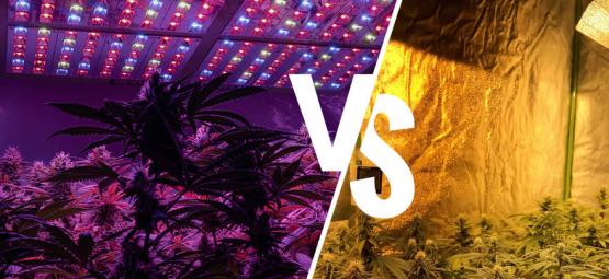 Lampes De Culture Pour Cannabis : LED Vs HPS