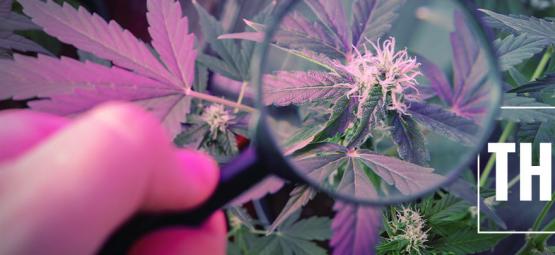 Comment Booster Le THC Avec Les Rayons UV