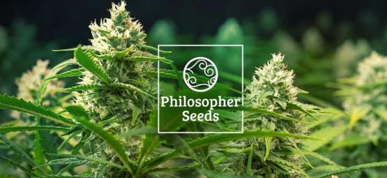 Comment ventiler une culture de cannabis- Philosopher Seeds