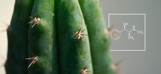 Comment Augmenter Les Alcaloïdes Dans Les Cactus À Mescaline