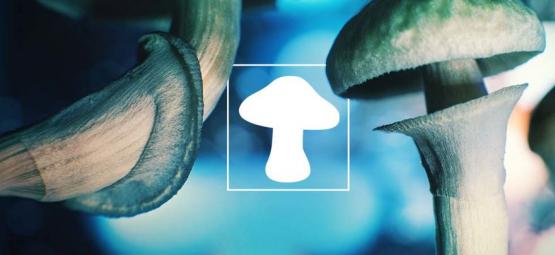 Le champignon : notre ami extraterrestre venu de l'espace ?