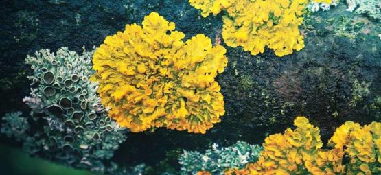 Les lichens hallucinogènes oubliés